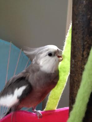 I"ll start my daring descent by gripping the nest handle with just my powerful beak.