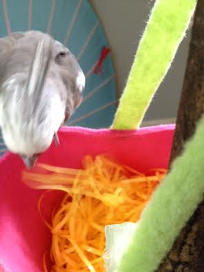 I can hear all the ladybirds exhaling in relief that I made it down to the nest alive!