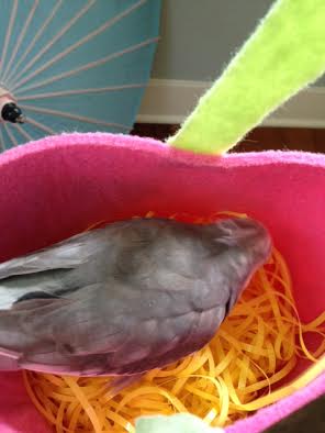 Not a peep from my spellbound audience of ladybirds!