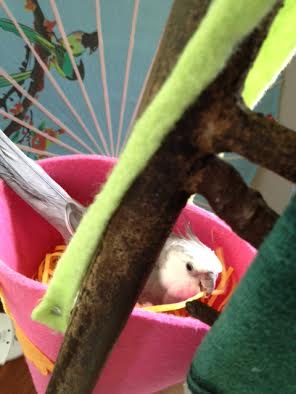 Now all I have to do is wait here and look fetching until I am swarmed with ladybirds.