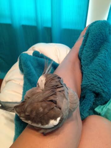 From here, prettification is performed in a systematic order, starting with the most coveted fashion asset - wings.