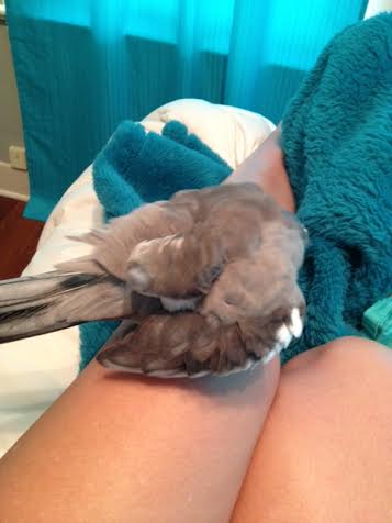 Next, attentiveness to the soft and fluffy "between wing" feathers ensures a sophisticated final presentation.