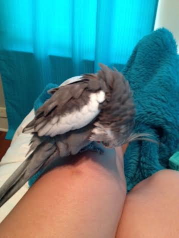 Fluffying up all the layers of the chest area, from downy under-feathers on out, produces a velvety smooth effect (on camera or off).