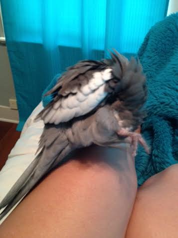 Finally, careful prettification of one's delicate pink feet ensures oohs and aahs at press time.