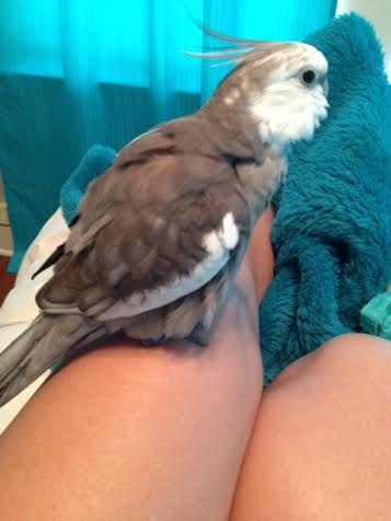 Fluffing of the feathers all over the body is a tell-tale sign "prettification" is beginning.