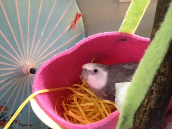 I'll just check first to make sure the ladybirds will have a clear view.