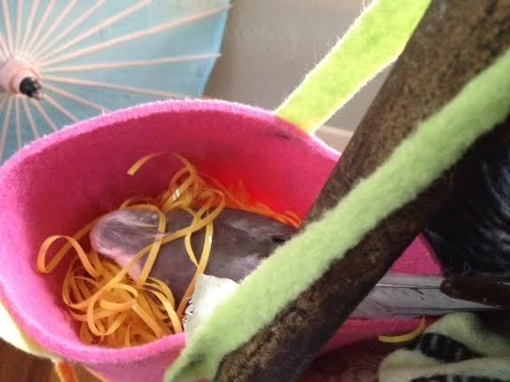 Now I will show off my skill at "plumping up the pillows."