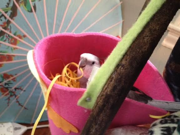 I will start off the demonstration by displaying my skills at "folding."