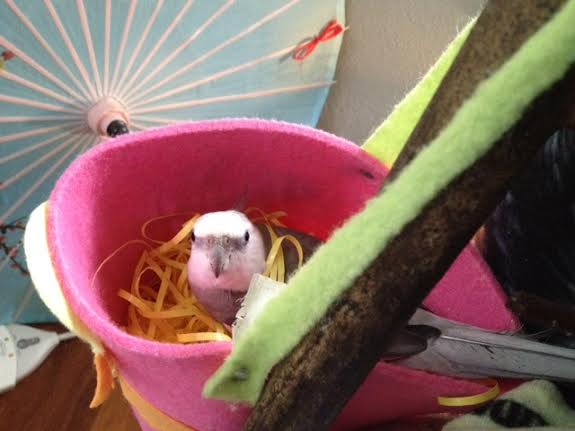 Now I'll stop for a minute and display "cuteness" (just to be sure the ladybirds know they are getting the whole package).