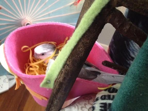 Here, it can be helpful sometimes to glare at a "pillow" - just to show it who the man of the house is.