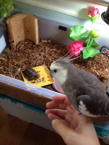 I really wish Mom had consulted with me first. Poor thing doesn't even have any feathers!