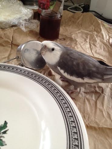 Mom, I'm going to need you to take over the foraging. I must uplift the world right now.