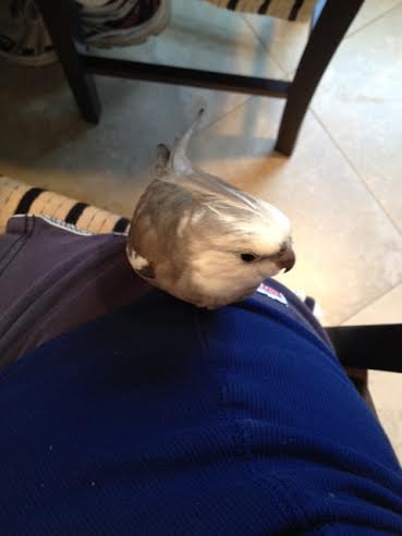 I'll just blend in to my Mommyguard's hip so the fans think I've disappeared.