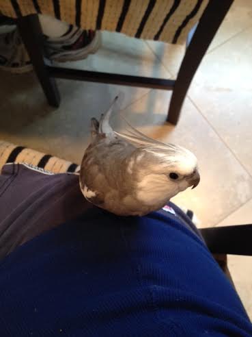 Phew. My fans are really intense today - thank goodness I was smart enough to hire a Mommyguard.