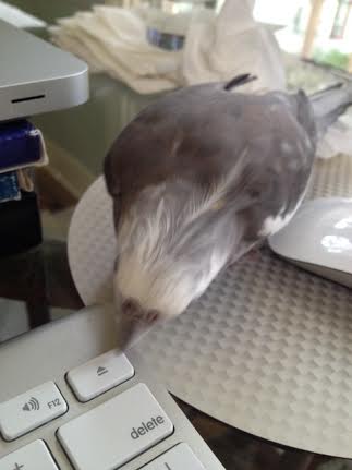 Look, Mom - I'll give you a visual hint: the one who eats the keys owns the keys!