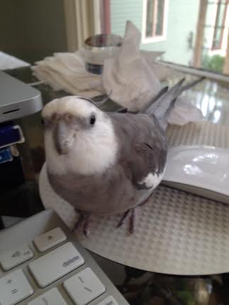 I'll try "cuteness" - that usually works....although today she seems pretty oblivious.