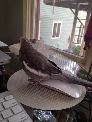Okay, that's it - I'll have to really spell it out for her. I'll just sit on the things I own so she gets it.