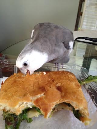 He then administers his patented "bite o' death," sealing the panini's fate.