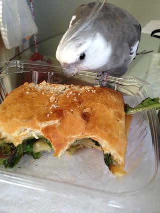 The petite but fierce predator is about to bring down the gentle, docile "panini."