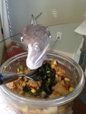 Now I will stand on the dish, since she is still eyeing it.