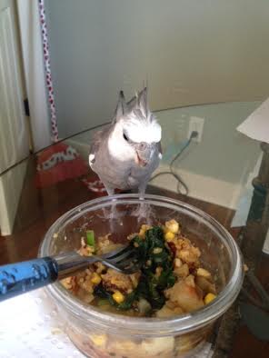 Glaring at the dish is another powerful way to keep hungry flock members at bay.