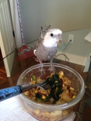 I can see my large featherless flock mate eyeing this dish, but I will stand in front of it to let her know it is mine.