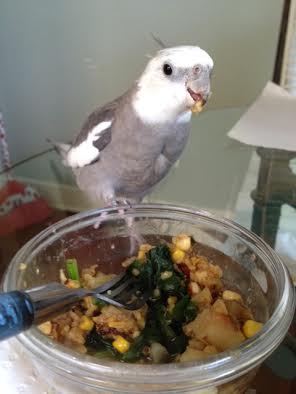 A final surefire method of "portion control" is to put one foot on the dish while chewing and flinging morsels.