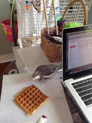 Using my natural grey as camouflage, I'll just sneak up on the prey.