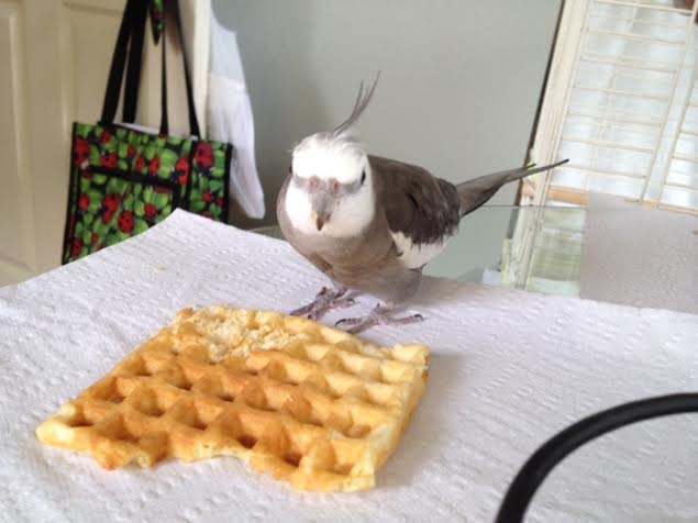 The ferocious waffle hawk approaches the prey with great care.