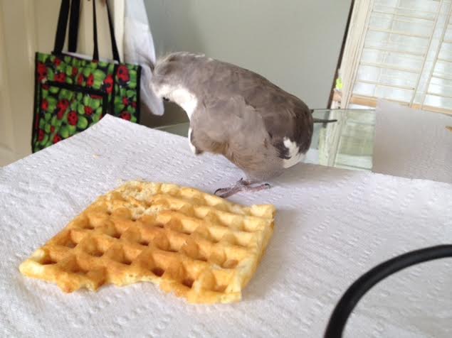 Feigning nonchalance, he pretends the prey is of no interest to drive away other potential predators.