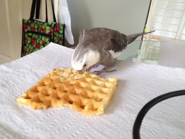 One last precaution he takes (only the savviest predators know about this one) is to closely examine the prey itself for signs of life.