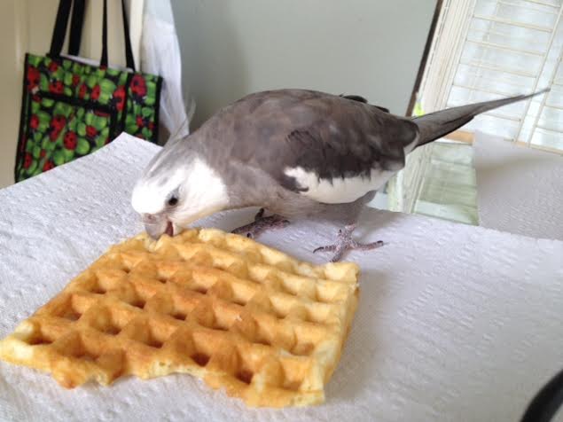 Finding the delicacy acceptable, he delivers his signature predatory move, the "bite o' death."