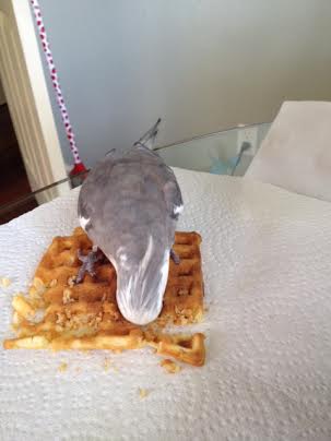 So tender and chewy, yet so crunchy and crisp!