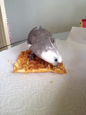 Oh, waffle, I love you so much!!