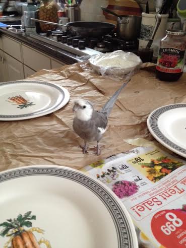 My keen avian intellect senses the preparation of delicacies.