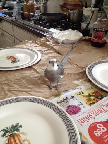 All the evidence is here, and yet.....no delicacies.