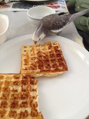 No matter how often we play, the rest of my flock never seems to get any better at this game. Thank goodness.