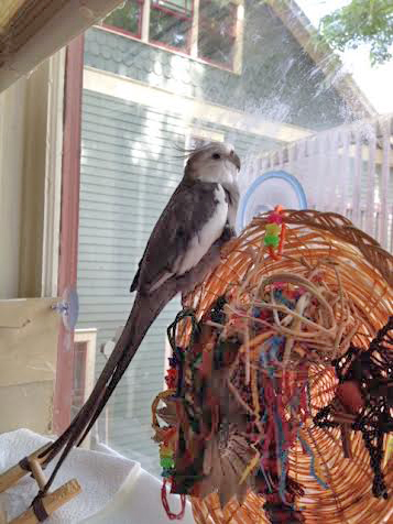 The early warning system (with feathers) begins his watch with a thorough scan of the exterior premises.