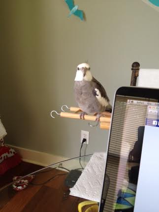 As a truly accomplished aerial acrobat, I know what audiences want most from me is eye contact. First I will look right at the audience members in the center.