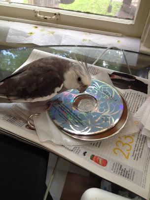 I will use my expert musical talent to screen the candidates. This one is nice and shiny which is a plus.