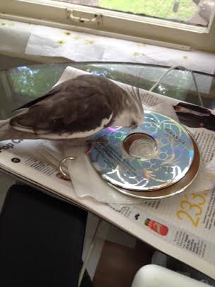 I will just threaten it a bit to make sure it doesn't misbehave for Grandma.