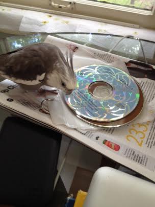 Okay, Mom, it seems to understand its job so we can add it to Grandma's pile.