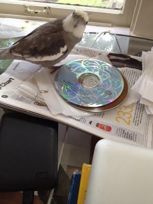 Grandma needs my help selecting music? Say no more - I have so got this!!