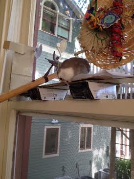 Oh good. Something on that flat silver glowing thing grabbed her attention. I'll just get started.