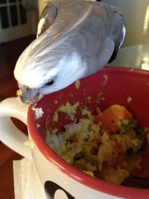 I really am the James Bond of curry. Caught one of the tasty white morsels on my first lunge!