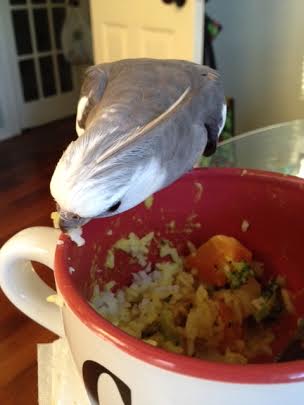 Now that I have the prey defenseless and corralled, I can enjoy it at my leisure.