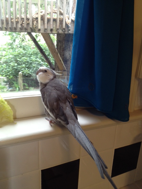 Lettuce for breakfast again, mom? I think it's time to shake things up a bit.