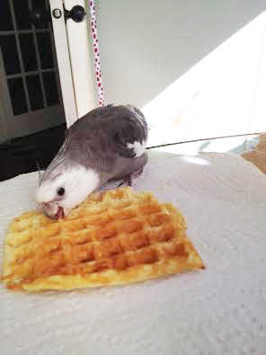 I'll just go ahead and stop for a snack break - I'm sure my fans will understand.