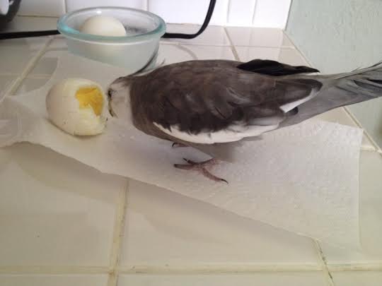 Boy, dinner today looks delicious!