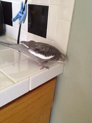 Aha! Grout! I love grout! This will be just the thing!